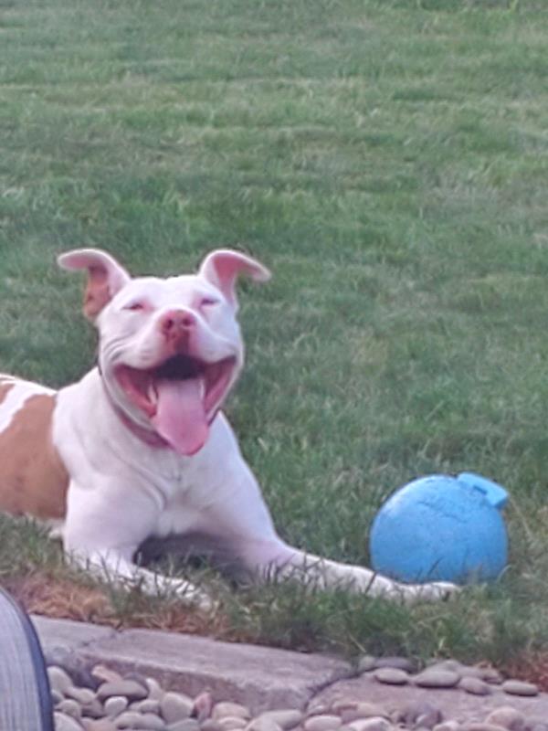 /Images/uploads/Canine Rescue of Central PA Rescue Royalty/CRCPA-rescue-royalty/entries/34140thumb.jpg
